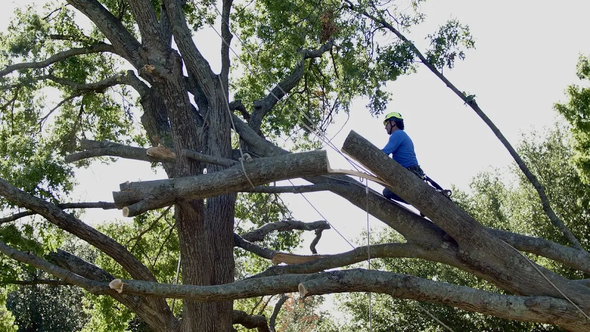 Professional Crown Thinning performed by certified arborists in Maeystown