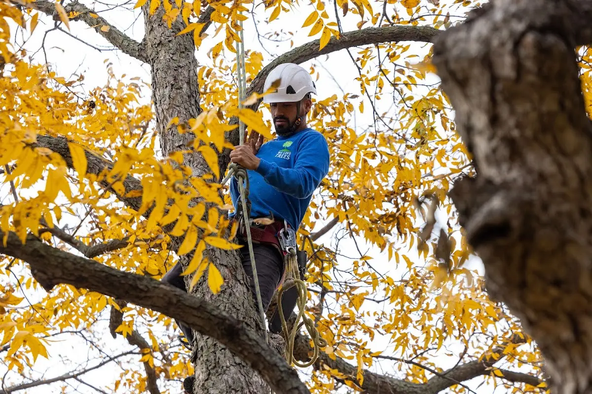 Skilled Tree Planting crew working in Maeystown